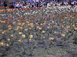 �`���[���b�v��