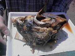 �}�O���̂��ԂƎ�