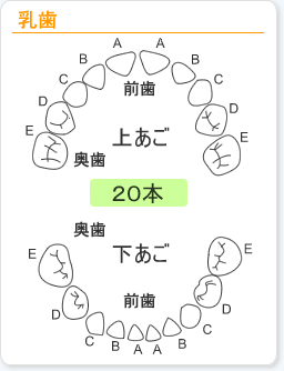 乳歯
